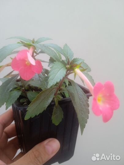 Ахименес сорт Сабрина