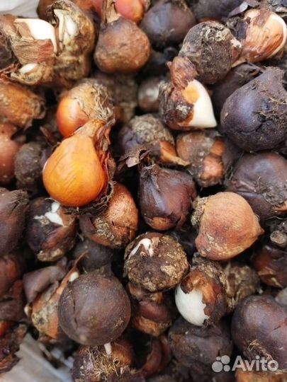 Луковицы тюльпанов