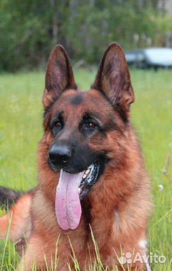 Много разных пород