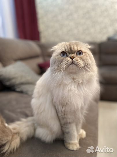 Шотландский кот вязка