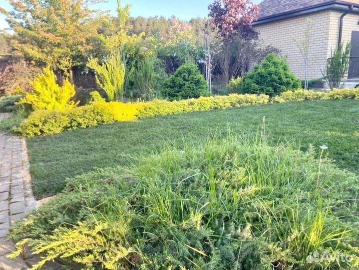 Укладка рулонного газона - 100 мятлик