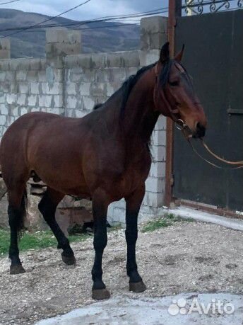 Карачаевский жеребец, 6 лет