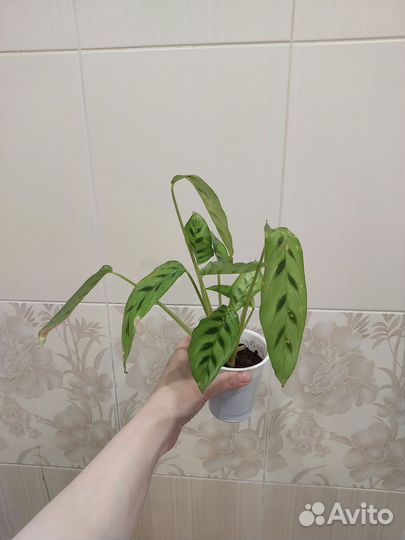 Комнатные цветы