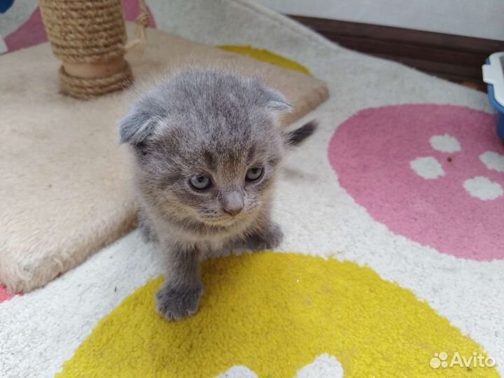Британский голубой котенок без родословной