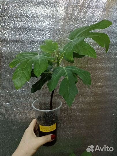 Комнатные растения-Инжир