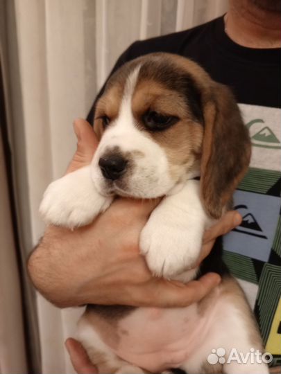 Щенки Бигль