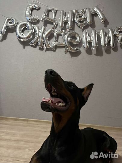 Передержка собак и кошек