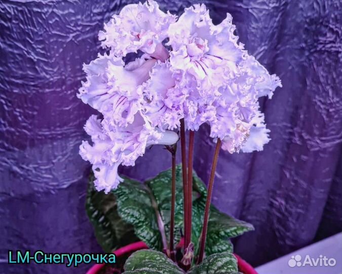 Стрептокарпусы сортовые мировых селекционеров