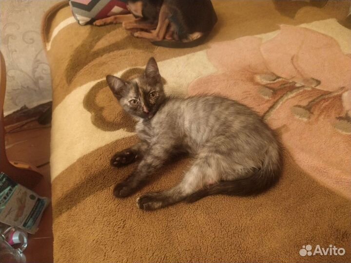 Кошка в дар