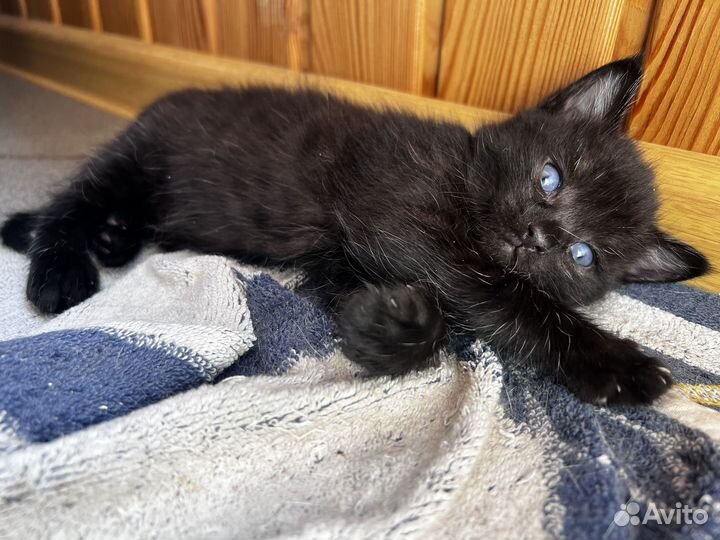 Котики бесплатно в добрые руки