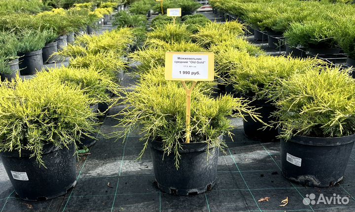 Можжевельник