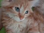 Очаровательные сибирские котята объявление продам
