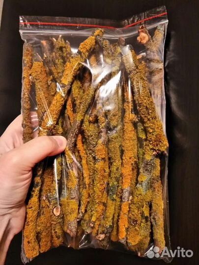 Палочки с лишайником