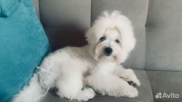 Мальтийская болонка вязка