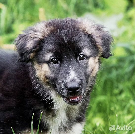 Щенок в добрые руки бесплатно