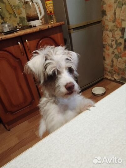 Продам щенка (единственный в своём роде)