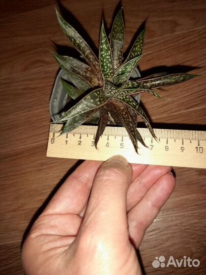 Суккуленты