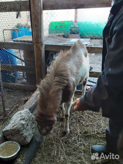 Козел ламанча