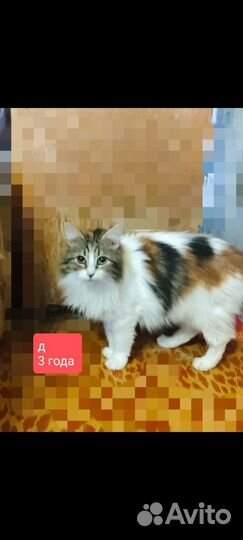 Кошкам очень нужен дом