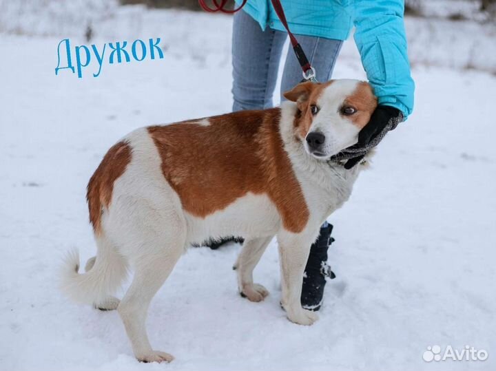 Собаки, разные, большой выбор