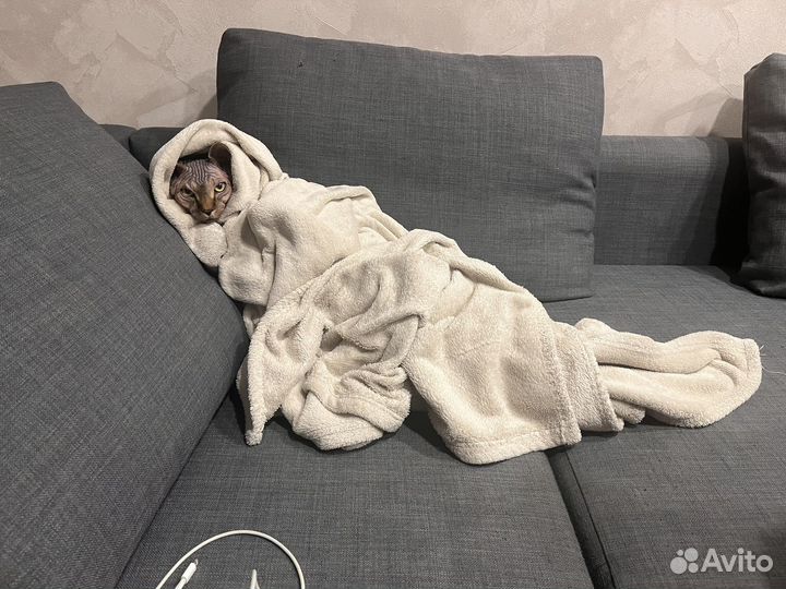 Донской сфинкс