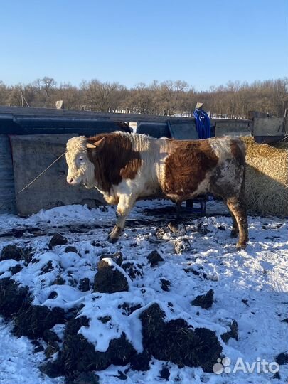 Бык, на племе