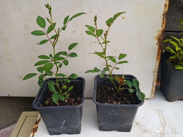 Хвойники, розы,ирисы