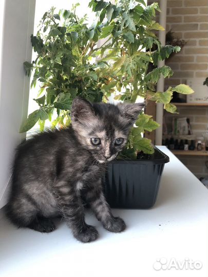 Котенок девочка