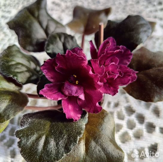 Фиалка рс-Пифагор