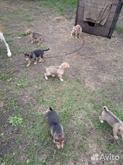 Щенки русской гончей