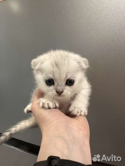 Серебристая шиншилла