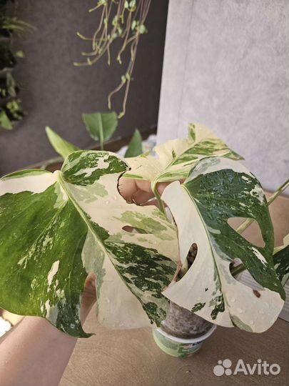 Монстера альба