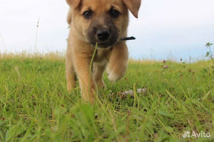Маленький щеночек 2мес бесплатно в добрые руки