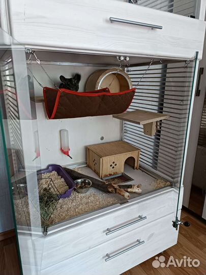 Витринна для шиншилл