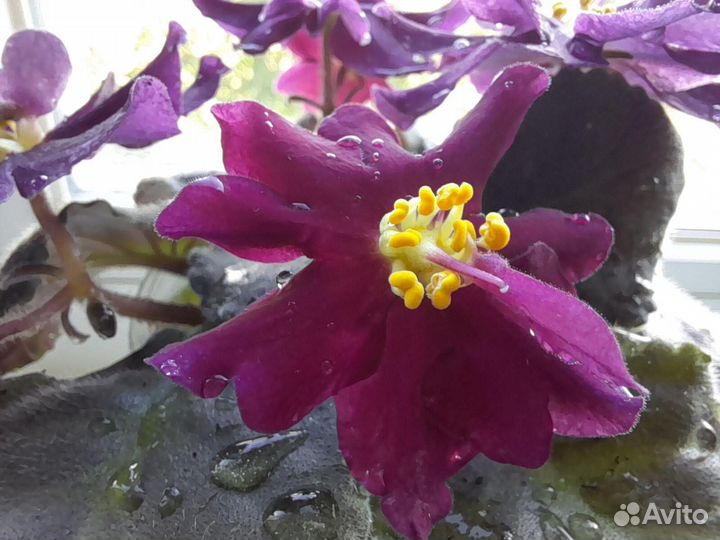 Фиалка сортовая