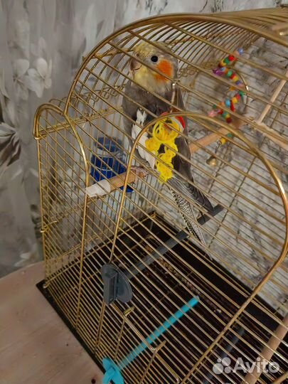 Попугай Корелла с клеткой