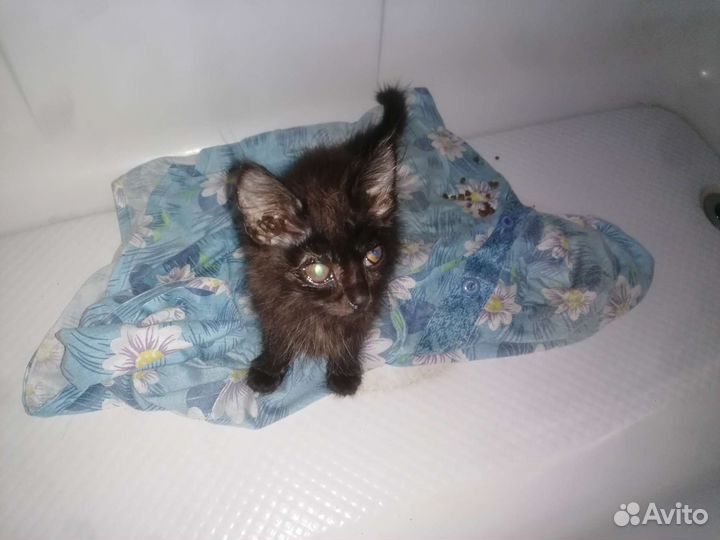 Помогите котёнку