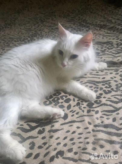 Белокурая красотка ищет дом