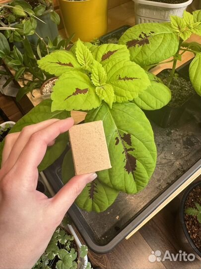 Колеус Конг