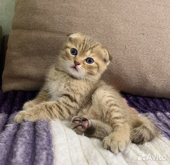 Шотландские котята