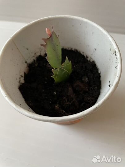 Декабрист шлюмбергера оранжевый с белым