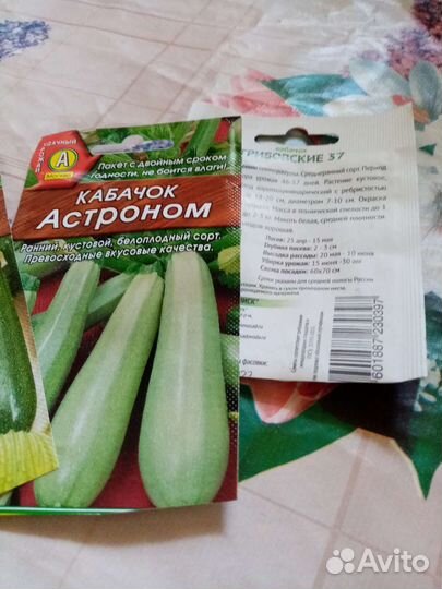 Рассада огурцов, тыквы, кабачков и патиссонов