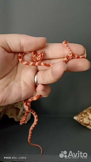 Маисовый полоз амель, самка