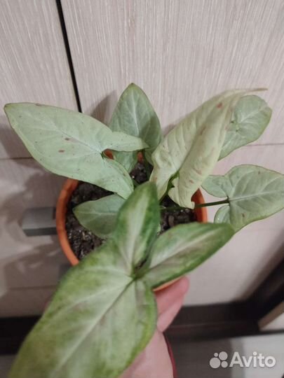 Сингониум конфетти милк