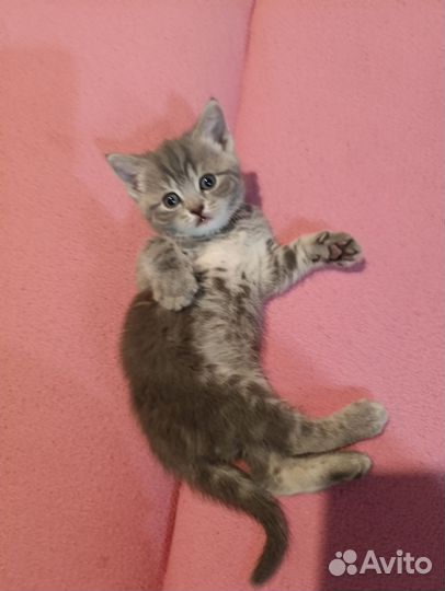 Британские котята