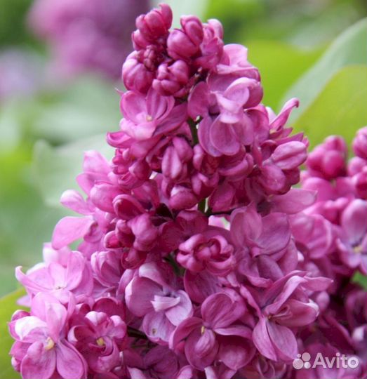 Сирень Принц Волконский