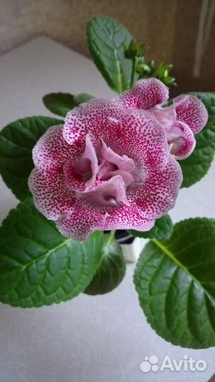 Глоксиния махровая цветёт сейчас