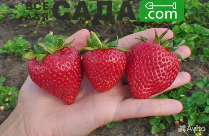 Саженцы клубники Ламбада