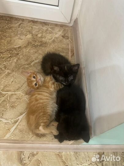 Котята отдам бесплатно