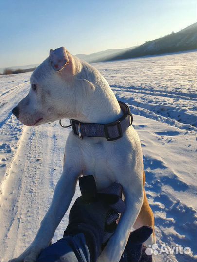 Американский стаффордширский терьер